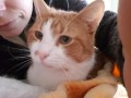 Rocco (2)